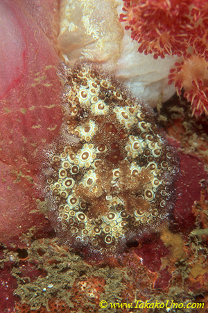 Hoplodoris cf nodulosa 01 75mm