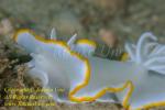 Ardeadoris egretta Nudi 21tc 0677