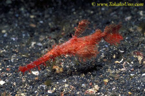 Rough Snout Ghostpipefish, Solenostomus paegnius