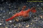 Rough Snout Ghostpipefish, Solenostomus paegnius