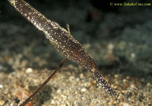 071904 Robust Ghostpipefish 01