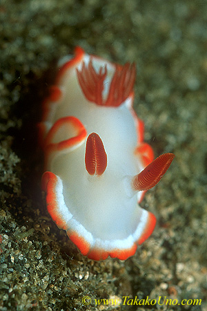 Glossodoris averni 01 15mm