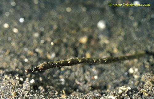 071904 Stick Pipefish 01 juvenile