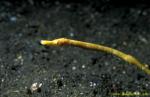 071904 Stick Pipefish 02 juvenile