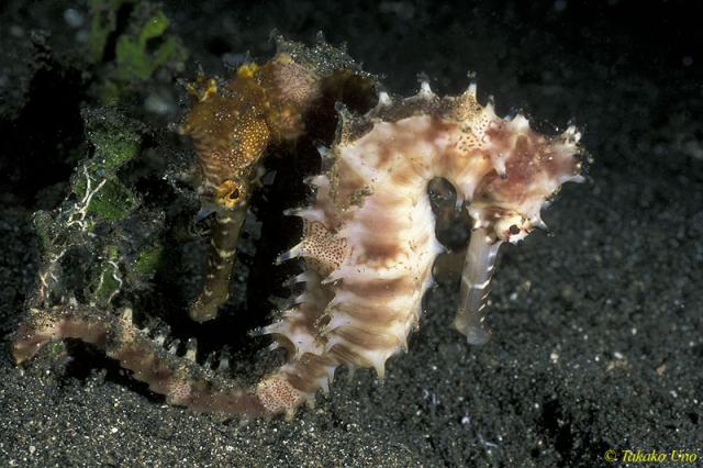 Thorny Seahorse 02