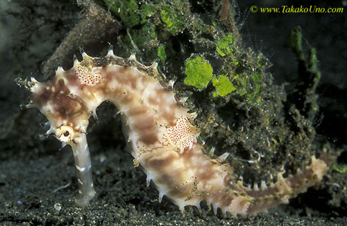 071904 Thorny Seahorse 02 Manado