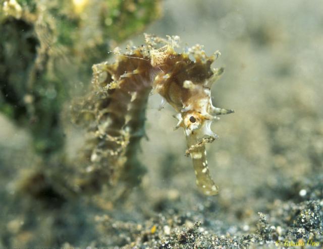 Thorny Seahorse 01