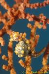 071904 Bargibanti Pygmy Seahorse 02b, yellow