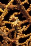 Pygmy Seahorse 01