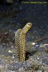 Taylor Garden Eel, rare