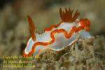 Glossodoris averni Nudi 20tc 0672