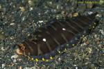 Mimic Sole, mimicks pseudoceros flatworm (previous picture)