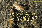 071904 Pseudoceros scintillatus (Flatworm) 01 & snail