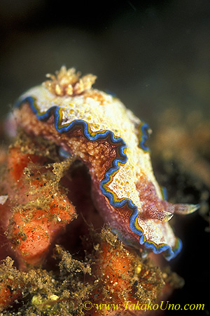 Glossodoris cincta 02 50mm