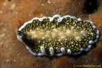 071904 Thysanozoon nigropapillosum (Flatworm) 02