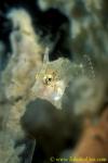 071904 Spotted Filefish, 2cm juvenile