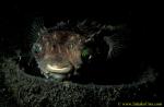 071804 Porcupine Pufferfish on coconut