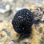 071904 Guniea Fowl Pufferfish baby