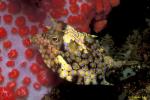 Thornback Cowfish 01 052104