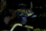 071804 Mandarin Fish mating 03