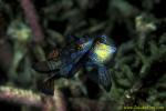 071804 Mandarin Fish mating 01