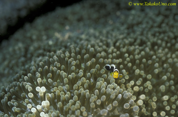 071904 Panda Clownfish baby