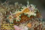 Glossodoris cincta 33tc 1041