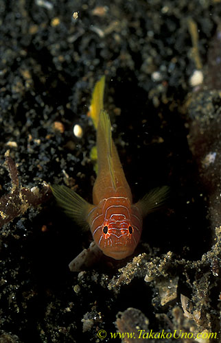 071804 Bar-faced Goby 01