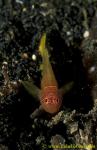 071804 Bar-faced Goby 01