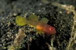 071904 Bar-faced Goby 02