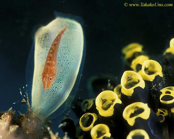 071804 Many Hosts Goby on tunicate 01