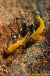 071904 Yellow Gobies pair 01