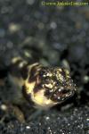 071904 Black Marble Jawfish 01, Stalix histrio, 2cm, adult