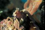 071904 Snow Flake Blenny 01