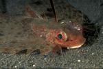 Shrimp on Flying Gurnard 01