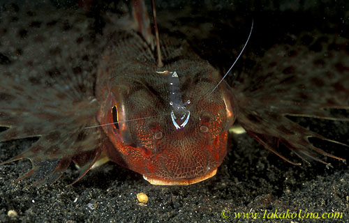 071904 Commensal Shrimp on Flying Gurnard 01