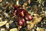 071904 Flamboyant Cuttlefish 01 3 cm juvenile