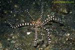 Wunderpus, mimicking Sand Anemone