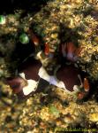 071904 Red-gilled Nembrotha 01 rutilans, mating