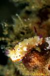 071904 Multi-pustuled Mexichromis Nudi 01