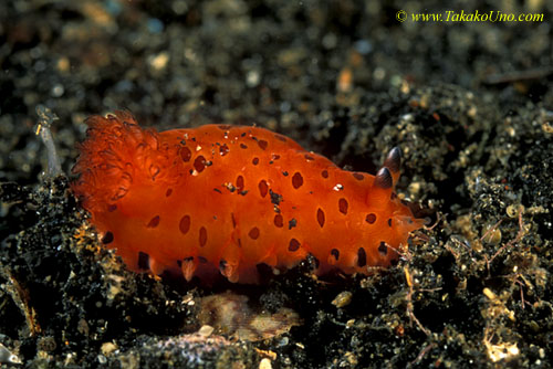 071904 Spotted Dendrodoris, D.guttata