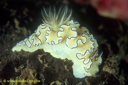 Glossodoris atromarginata 01 80mm