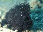 071904 Hairy Hispid (Shaggy) Frogfish 01, rarely hairy!