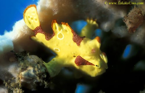 071904 Painted Frogfish 01 juvenile