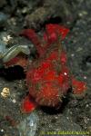 071904 Scarlet Frogfish 01