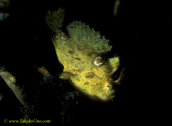 071904 Twin Spot Frogfish 02 6.5cm female