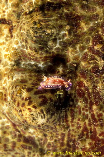 071904 Sptted Hypselodoris 01 15mm, on sea cucumber