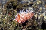 Unidentified Nudibranch 01b