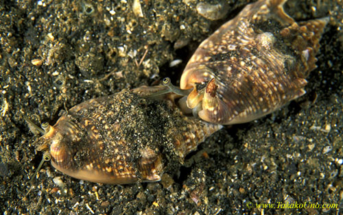 071904 Strom Snails mating