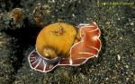 071904 Moon Snail, Naticarius orientalis